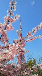 東京タワーと桃の花