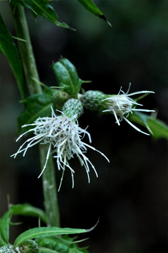 アズマヤマアザミ（白花）
