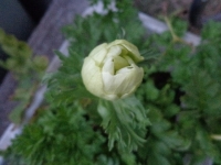 anemone10 (3)
