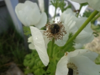 anemone13 (4)