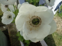 anemone13 (3)
