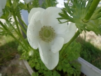 anemone13 (2)