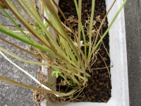 anemonekarekake (4) 