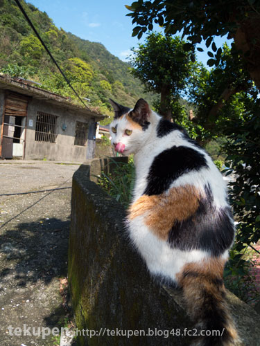 ぺろり、台湾猫