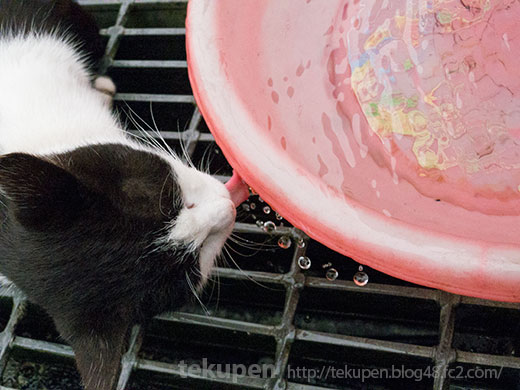 ピンクのタライで水を飲む台湾の猫のアップ
