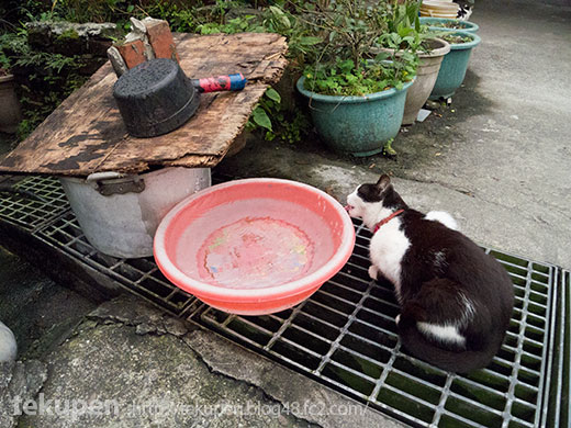 ピンクのタライで水を飲む台湾の猫