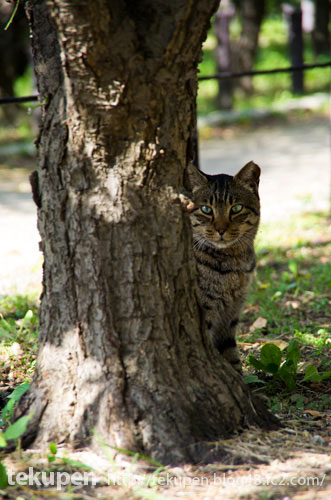 木に擬態中のキジ猫