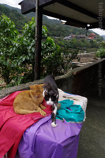 派手色の布と台湾の猫