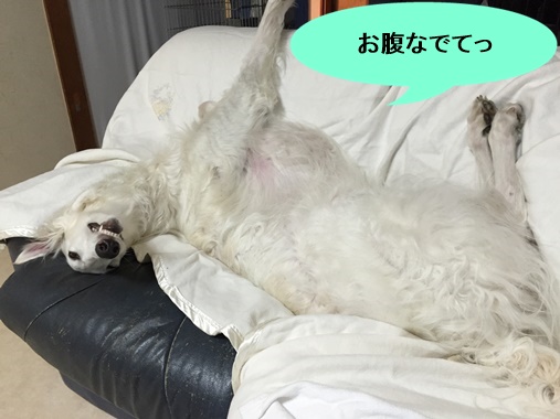 変換ハバネロ1編集