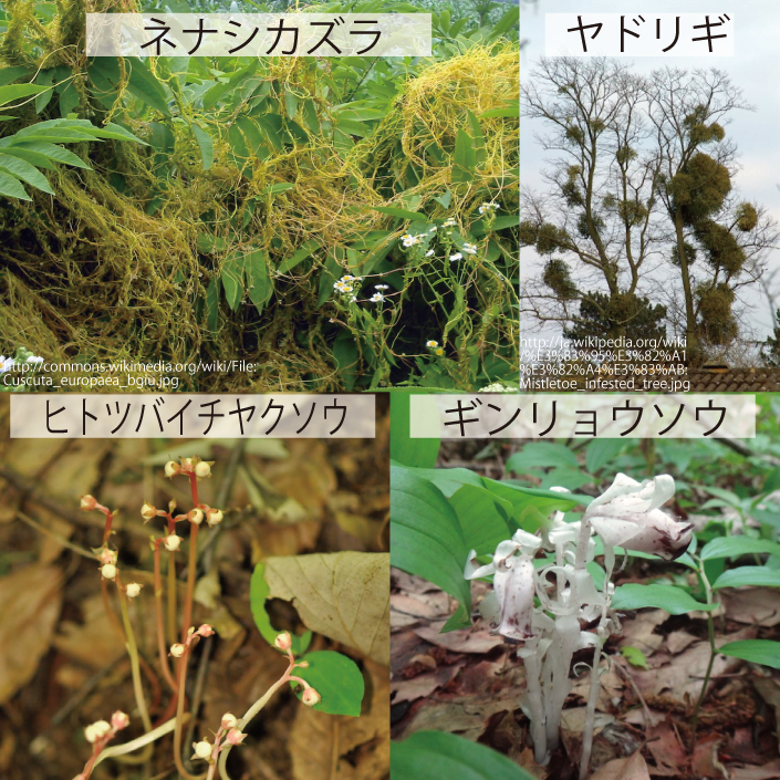 18_寄生植物と腐生植物