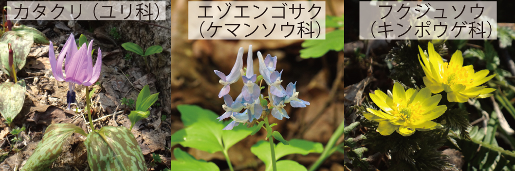 33_春植物