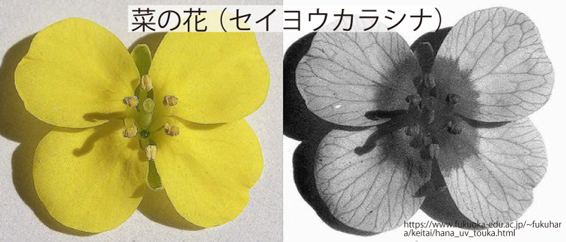 08_菜の花（セイヨウカラシナ）