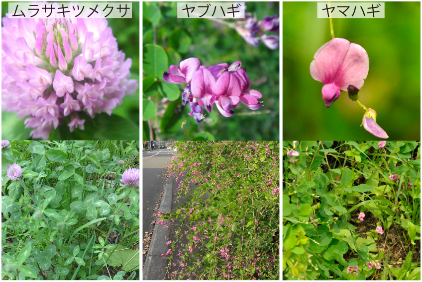 13_マメ科の花
