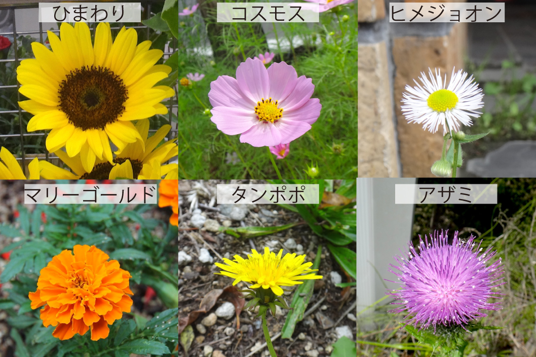 33_キク科の花6種