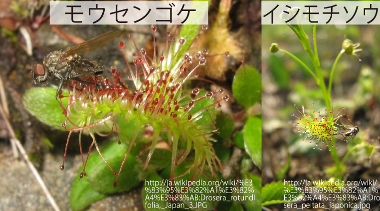 03_食虫植物